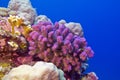 Coral reef with pink pocillopora coral at the bottom of tropical sea