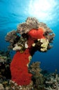 Coral reef pinnicle Royalty Free Stock Photo