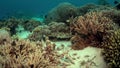 Coral reef with plenty fish and a Bluepoint Stingray 4k