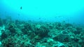 Coral reef with plenty fish and a Bluepoint Stingray 4k