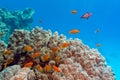 Coral reef with porites coral and anthiases at the bottom of tropical sea on blue water background Royalty Free Stock Photo