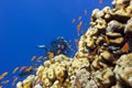 Coral reef with porites corals, exotic fishes anthias and girl diver at the bottom of tropical sea