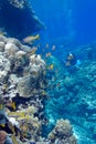 Coral reef with porites corals and goatfishes at the bottom of tropical sea