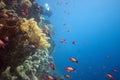 Coral reef with Pseudanthias squamipinnis Royalty Free Stock Photo