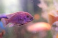 Coral reef, purple fish