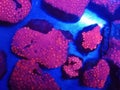 Coral reef purple invertebrate underwater organism blue animal flower