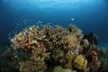 Coral Reef Raja Ampat