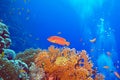 Coral reef with red exotic fish cephalopholis at the bottom of tropical sea