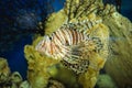 Coral reef red lionfish Royalty Free Stock Photo