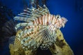 Coral reef red lionfish Royalty Free Stock Photo