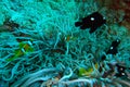 Coral reef in Red sea. Background