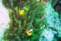 Coral reef in Red sea. Background