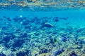 Red sea coral reef with beautiful colorful fish