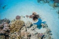 Coral Reef at the Red Sea, Egypt