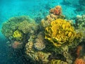 Coral reef in the Red Sea, Eilat, Israel