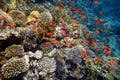 Coral Reef in the Red Sea with Lyretail Anthias Royalty Free Stock Photo