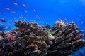 Coral Reef in the Red Sea with Lyretail Anthias Royalty Free Stock Photo