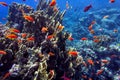 Coral Reef in the Red Sea with Lyretail Anthias Royalty Free Stock Photo