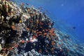 Coral Reef in the Red Sea with Lyretail Anthias Royalty Free Stock Photo