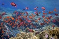 Coral Reef in the Red Sea with Lyretail Anthias Royalty Free Stock Photo