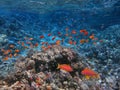 Coral Reef in the Red Sea with Lyretail Anthias Royalty Free Stock Photo