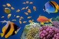 Coral Reef in the Red Sea with Lyretail Anthias Royalty Free Stock Photo