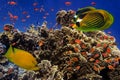 Coral Reef in the Red Sea with Lyretail Anthias Royalty Free Stock Photo