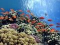 Coral Reef in the Red Sea with Lyretail Anthias Royalty Free Stock Photo