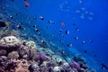 Coral Reef in the Red Sea with Lyretail Anthias Royalty Free Stock Photo