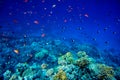 Coral Reef in the Red Sea with Lyretail Anthias Royalty Free Stock Photo