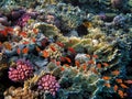 Coral Reef in the Red Sea with Lyretail Anthias Royalty Free Stock Photo