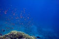 Coral Reef in the Red Sea with Lyretail Anthias Royalty Free Stock Photo