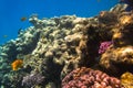 Coral reef of Red Sea with tropical fishes Royalty Free Stock Photo