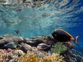 Coral reef, refraction. Red Sea. Egypt