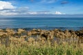 Coral reef rock coastline with grass