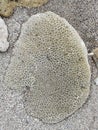 Coral reef rock washed ashore on sandy beach in Mindoro, Philippines