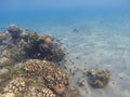 Coral reef on sand bottom. Exotic island shore shallow water. Tropical seashore landscape underwater photo. Royalty Free Stock Photo