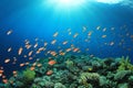 Coral Reef Scene Royalty Free Stock Photo