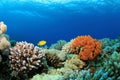 Coral Reef Scene Royalty Free Stock Photo
