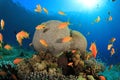 Coral Reef Scene Royalty Free Stock Photo