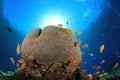 Coral Reef Scene Royalty Free Stock Photo