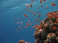 Coral Reef Scene