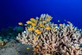 Coral Reef Scene with Tropical Fish. Underwater Photo. Royalty Free Stock Photo