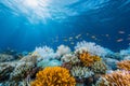 coral reef in the sea,nature photograpgy Royalty Free Stock Photo