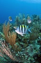 Coral reef Sergeant Major (Abudefduf saxatilis) Royalty Free Stock Photo