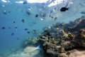 Coral-Reef in shallow water with fishes around Royalty Free Stock Photo