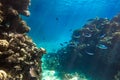 Coral Reef And Shoal Of Bright Blue Stripped Tropical Fish In Red Sea. Blue Lunar Fusilier Caesio Lunaris, Hard Corals And Rock Royalty Free Stock Photo