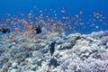 Coral reef with shoal of exotic fishes anthias in tropical sea, Royalty Free Stock Photo