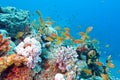 Coral reef with shoal of fishes scalefin anthias, underwater Royalty Free Stock Photo