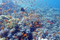 Coral reef with shoal of fishes scalefin anthias, underwater Royalty Free Stock Photo